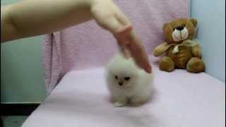 Micro teacup Pomeranian puppies for sale [upl. by Nayve899]