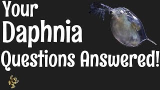 Daphnia Questions Answered [upl. by Anilem608]