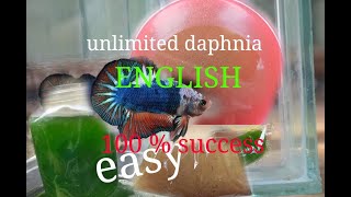 daphnia moina culture Easy way Unlimited production English  with sub Green water Chlorella [upl. by Vogeley461]