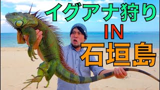 石垣島でイグアナを捕まえて食べる【グリーンイグアナ外来生物】 [upl. by Oranneg]