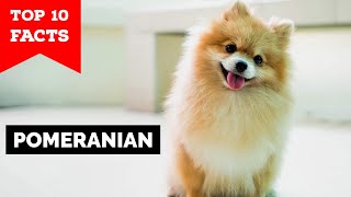 Pomeranian  Top 10 Facts [upl. by Corny]