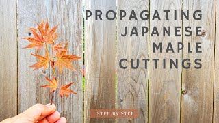 Propagate Japanese Maple from Cuttings Step by step [upl. by Llen]