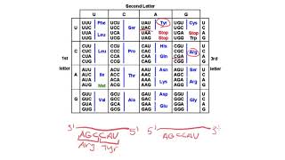 How to read a codon chart [upl. by Nnaynaffit]