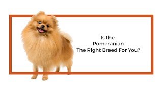 Everything you need to know about Pomeranian puppies 2019 [upl. by Ledah]