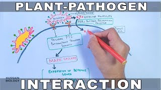 Plant Pathogen Interaction  Signalling [upl. by Yecam]