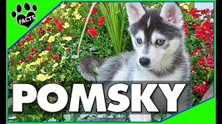 Pomeranian Husky Dogs 101  The Pomsky [upl. by Airahcaz]