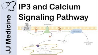 Inositol Triphosphate IP3 and Calcium Signaling Pathway  Second Messenger System [upl. by Hachmin]