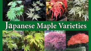 Japanese Maple Varieties [upl. by Eiznil592]