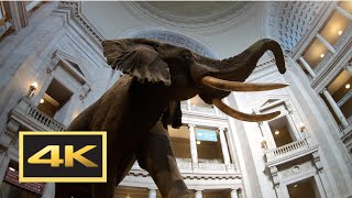 Natural History Museum New Dinosaur Exhibit Walking Tour in 4K  Washington DC [upl. by Milo673]