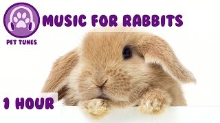 1 Hour of Bunny Music Music to Relax Your Pet Rabbit [upl. by Talich]