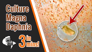 How to culture DAPHNIA MAGNA  The easy way [upl. by Esiuqcaj]