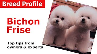 Bichon Frise Dog Breed Guide [upl. by Weinstock]