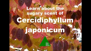 Cercidiphyllum japonicum  The Katsura Tree [upl. by Aivle913]