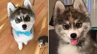 Meet the adorable PomeranianHusky Pomsky puppy Norman [upl. by Attenat26]