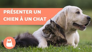 Comment présenter un chien et un chat   5 étapes faciles à suivre [upl. by Latrina430]