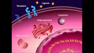 Introduction to Cancer Biology Part 1 Abnormal Signal Transduction [upl. by Teri566]