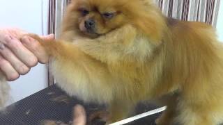 Pet Grooming for a Pomeranian starring Baa Baa [upl. by Amabelle]