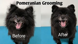 Pomeranian Grooming [upl. by Kawai]