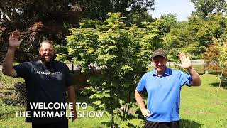 Acer japonicum Taki no gawa in our New Maple Display Garden  JAPANESE MAPLES EPISODE 199 [upl. by Alyson]