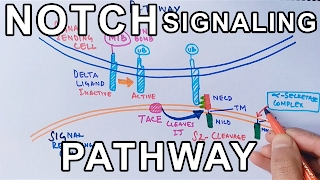 Mechanism of NOTCH SIGNALING PATHWAY [upl. by Anod618]