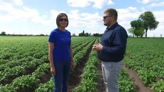 Uprawa ziemniaka jadalnego  kluczowe czynniki  Timac Agro [upl. by Rumilly70]