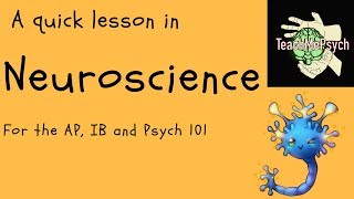 Neuroscience For Psychology [upl. by Accever]