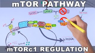 mTOR Pathway and its Regulation [upl. by Azpurua]