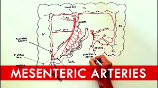 Anatomy tutorial  The Mesenteric Arteries [upl. by Enahc]