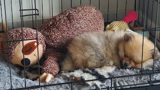 8 Week Old Pomeranian Puppy  FIRST WEEK AT HOME [upl. by Ayaj]