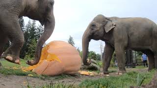 Elephant Smash Giant Pumpkins [upl. by Iey363]