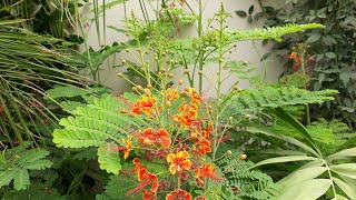 How To Grow Caesalpinia Pulcherrima Plant Peacock Flower Gulmohar Family Easy care tips flowers [upl. by Susy]