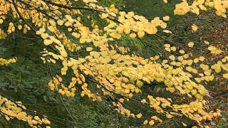 Cercidiphyllum japonicum [upl. by Jonette384]