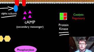 Signal Transduction Pathways [upl. by Adest254]