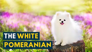 White Pomeranian What You Should Know About This Fluffy Snowy Toy Dog [upl. by Annekcm]