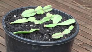 How to Propagate Christmas Cactus Cuttings Epiphyllum or Zygocactus [upl. by Sheng91]