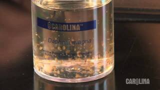 How to Care for Daphnia [upl. by Lambart]