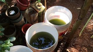 How to grow Green Water Algae [upl. by Beckie]