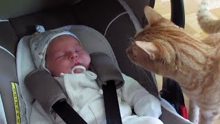 Cats Meeting Babies for the FIRST Time NEW Compilation [upl. by Laddie]