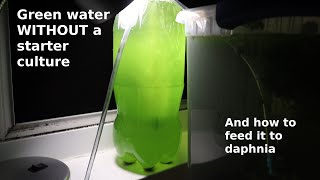 Green Water WITHOUT a Starter Culture  From Scratch  How To [upl. by Leiru]