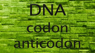 DNA codon or anticodon [upl. by Port]