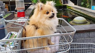 POMERANIAN PUPPY GOES TO GARDEN CENTERFUNNY [upl. by Atteuqihc623]