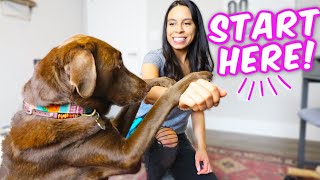 10 EASY DOG TRICKS IN 10 MINS 🐶 Promise theyre easier than you think [upl. by Bronson]