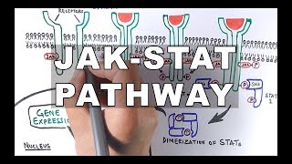 JAKSTAT Signalling Pathway [upl. by Ellenad]