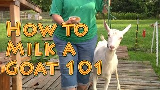 How to Milk a Goat 101 [upl. by Iverson]