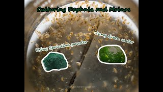 How To Culture Daphnia and Moinas using Green Water Spirulina powder [upl. by Ameerahs381]