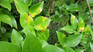 Leaf Spot Disease on Ligustrum [upl. by Caasi76]