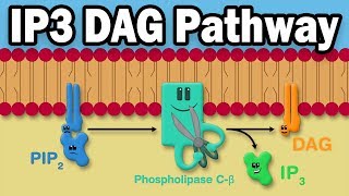 IP3 DAG Calcium Pathway [upl. by Chen]