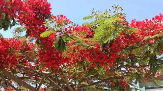 Beautiful Gulmohar Royal poincianaTree flowers 🥀 [upl. by Tedmann]