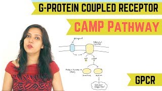 cAMP PATHWAY  GPROTEIN COUPLED RECEPTOR GPCR [upl. by Alviani887]