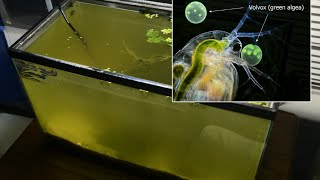 Raising Daphnia for the Freshwater Aquarium [upl. by Nnylacissej]